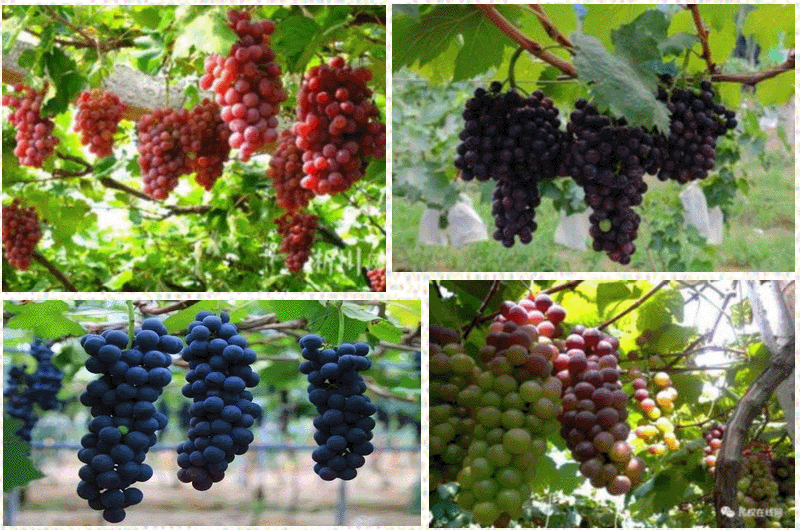 <strong>黄河故道今又是      天裕美酒助健康</strong>